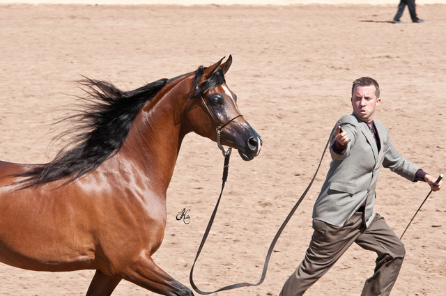 2011 Scottsdale Arabian Horse Show