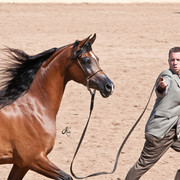 2011 Scottsdale Arabian Horse Show