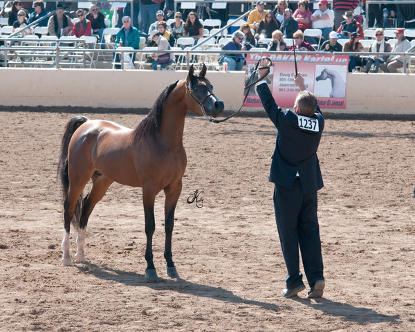 2011 Scottsdale Arabian Horse Show