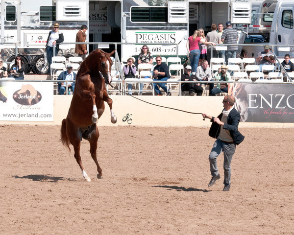 2011 Scottsdale Arabian Horse Show