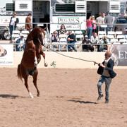 2011 Scottsdale Arabian Horse Show