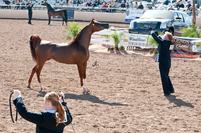 2011 Scottsdale Arabian Horse Show