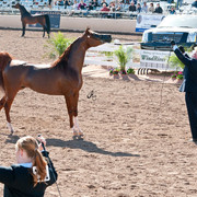 2011 Scottsdale Arabian Horse Show
