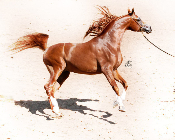 2011 Scottsdale Arabian Horse Show