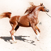 2011 Scottsdale Arabian Horse Show