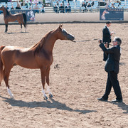 2011 Scottsdale Arabian Horse Show
