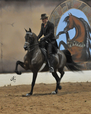 2011 Scottsdale Arabian Horse Show