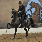2011 Scottsdale Arabian Horse Show