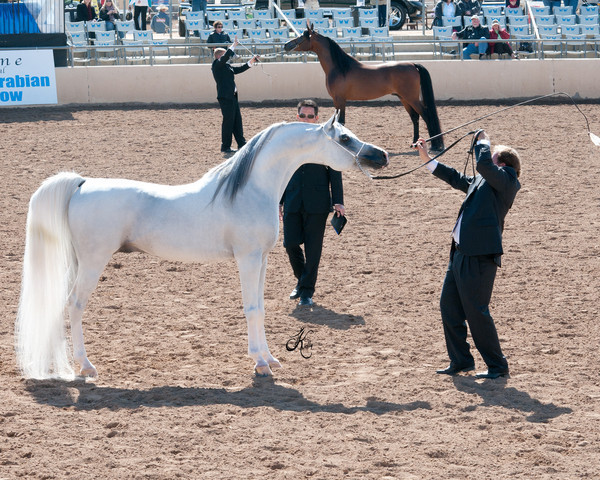 2011 Scottsdale Arabian Horse Show