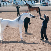 2011 Scottsdale Arabian Horse Show