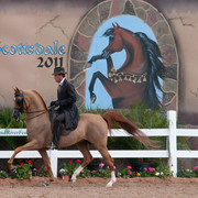 2011 Scottsdale Arabian Horse Show