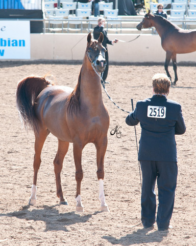 2011 Scottsdale Arabian Horse Show
