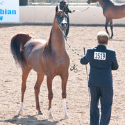 2011 Scottsdale Arabian Horse Show