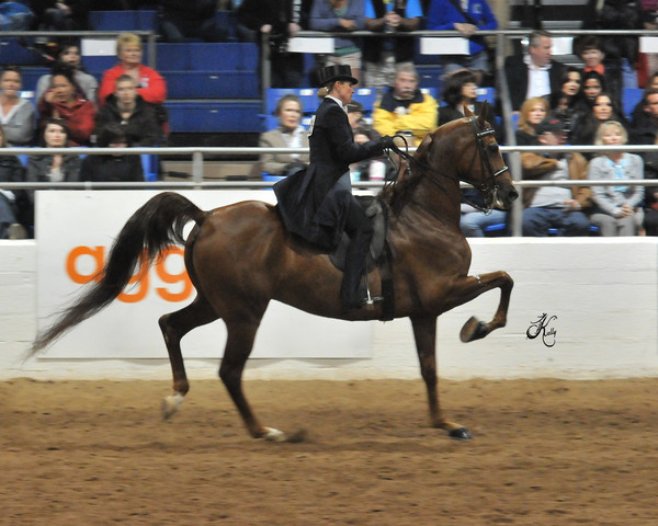 2011 Scottsdale Arabian Horse Show