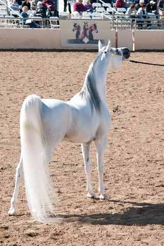 2011 Scottsdale Arabian Horse Show