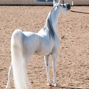 2011 Scottsdale Arabian Horse Show