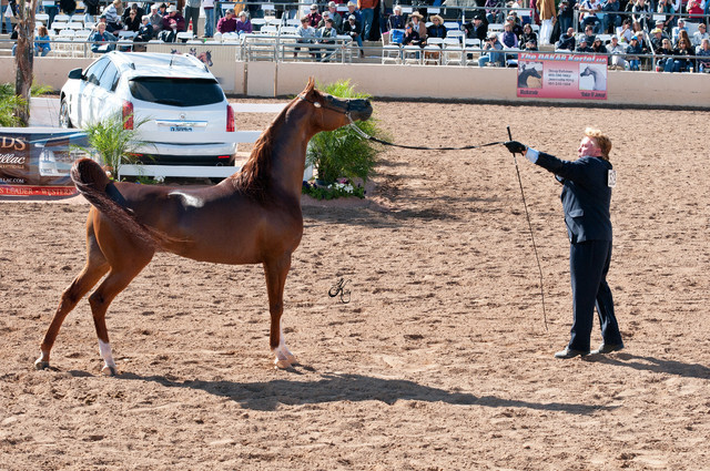 2011 Scottsdale Arabian Horse Show
