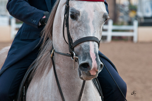 2011 Scottsdale Arabian Horse Show