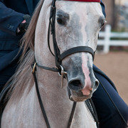 2011 Scottsdale Arabian Horse Show
