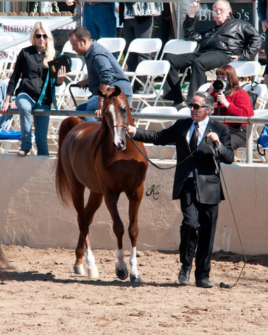 2011 Scottsdale Arabian Horse Show