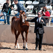 2011 Scottsdale Arabian Horse Show