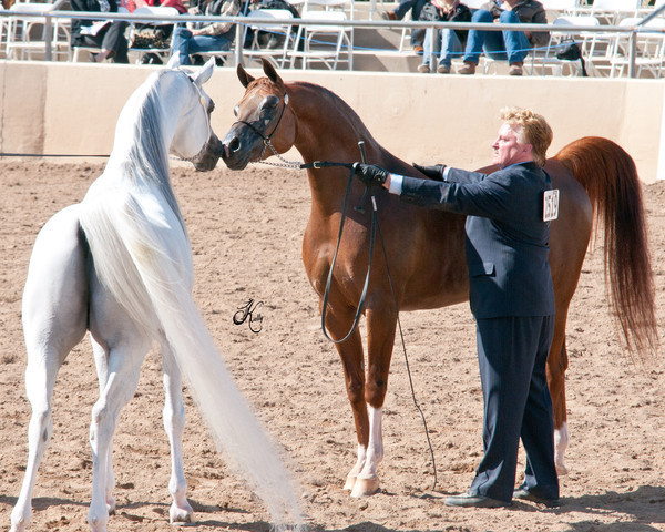 2011 Scottsdale Arabian Horse Show