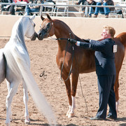 2011 Scottsdale Arabian Horse Show