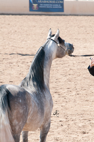 2011 Scottsdale Arabian Horse Show