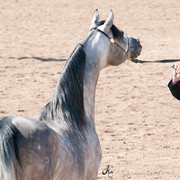 2011 Scottsdale Arabian Horse Show
