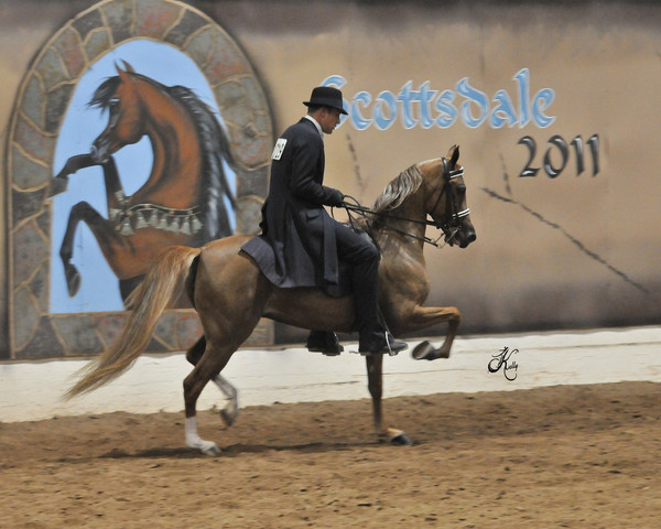 2011 Scottsdale Arabian Horse Show