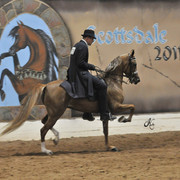 2011 Scottsdale Arabian Horse Show
