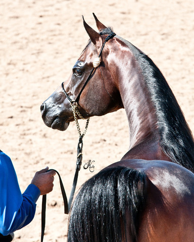 2011 Scottsdale Arabian Horse Show