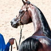 2011 Scottsdale Arabian Horse Show