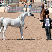 2011 Scottsdale Arabian Horse Show