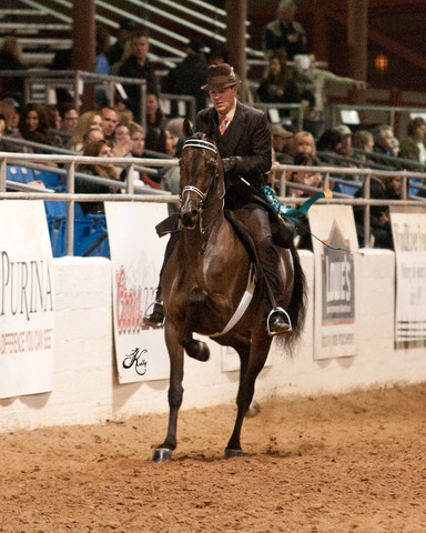 2011 Scottsdale Arabian Horse Show