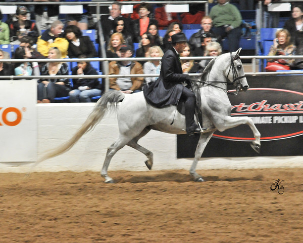 2011 Scottsdale Arabian Horse Show