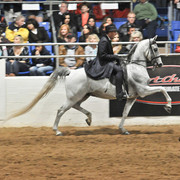 2011 Scottsdale Arabian Horse Show