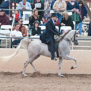 2011 Scottsdale Arabian Horse Show