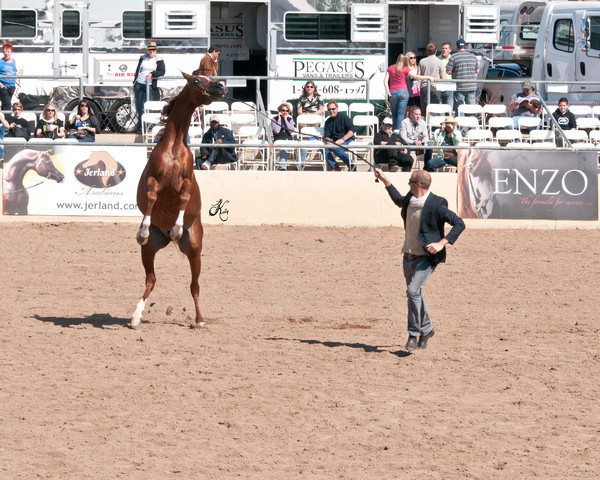 2011 Scottsdale Arabian Horse Show