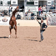 2011 Scottsdale Arabian Horse Show