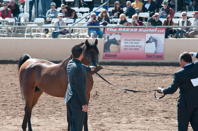 2011 Scottsdale Arabian Horse Show