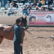 2011 Scottsdale Arabian Horse Show