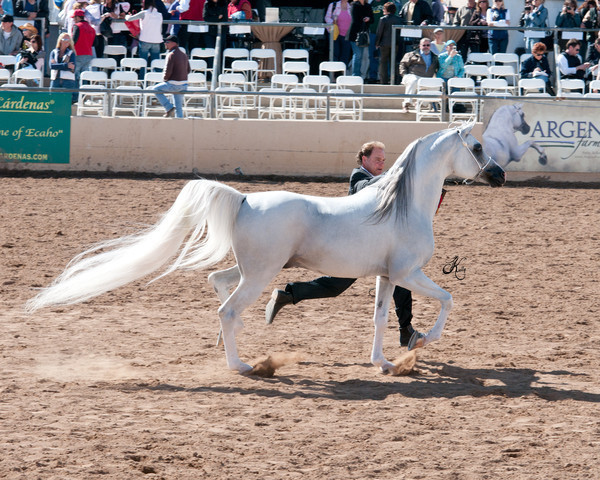 2011 Scottsdale Arabian Horse Show