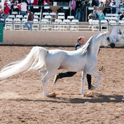 2011 Scottsdale Arabian Horse Show
