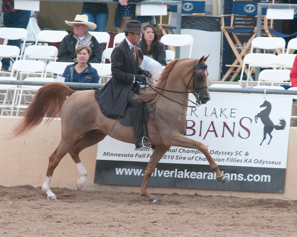 2011 Scottsdale Arabian Horse Show