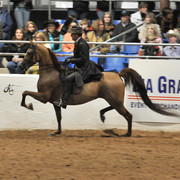 2011 Scottsdale Arabian Horse Show