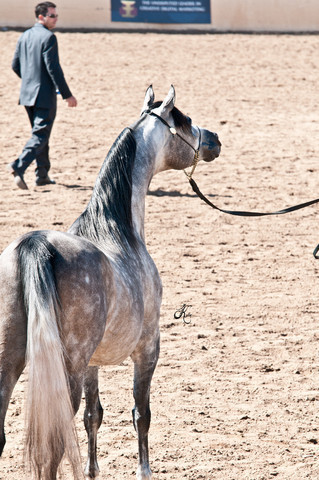 2011 Scottsdale Arabian Horse Show