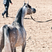 2011 Scottsdale Arabian Horse Show