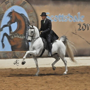 2011 Scottsdale Arabian Horse Show