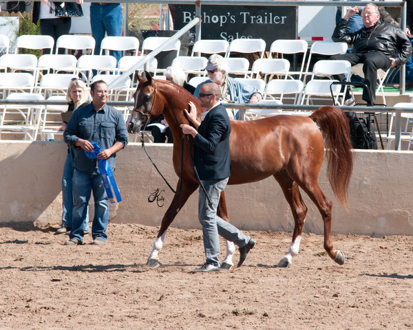 2011 Scottsdale Arabian Horse Show